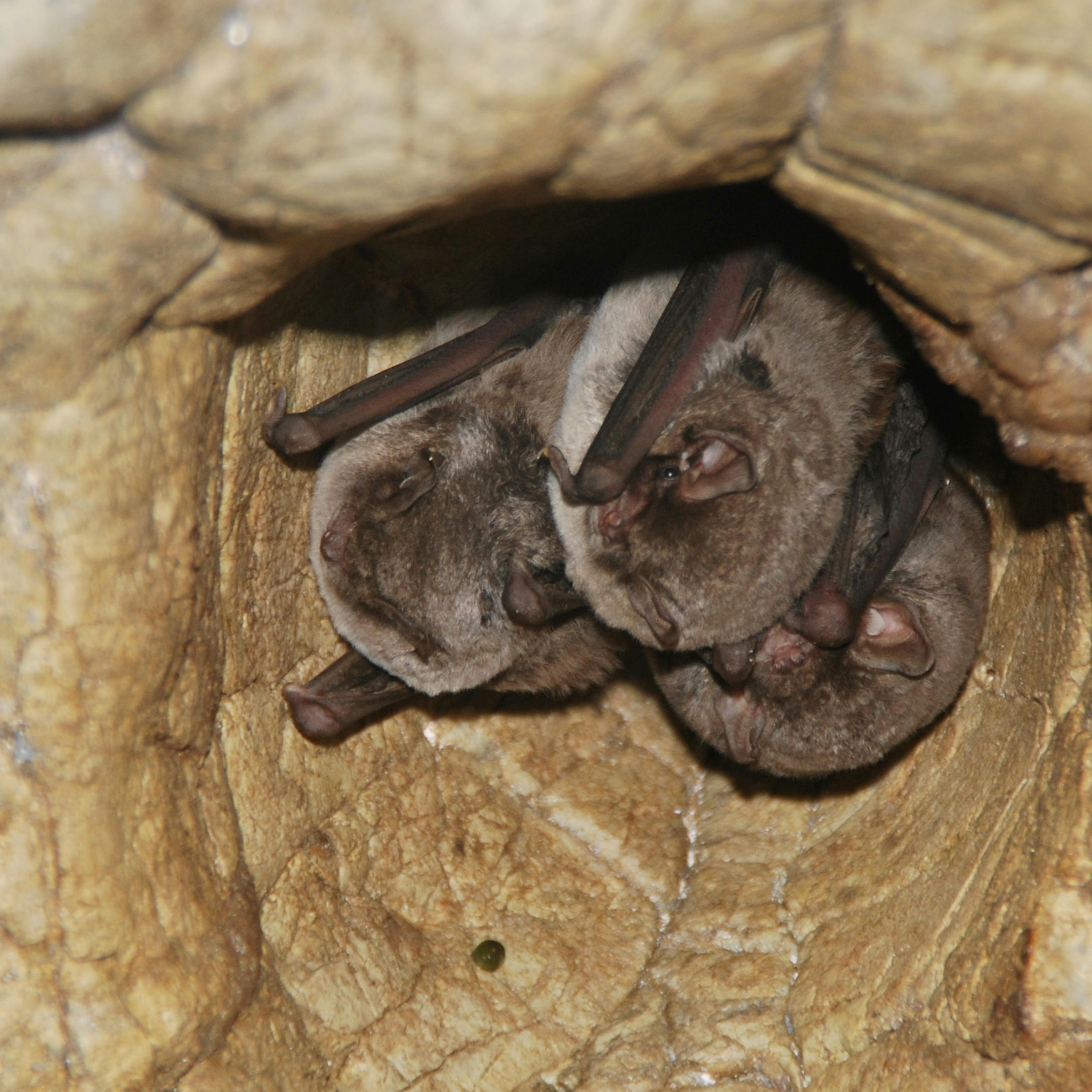 Bats